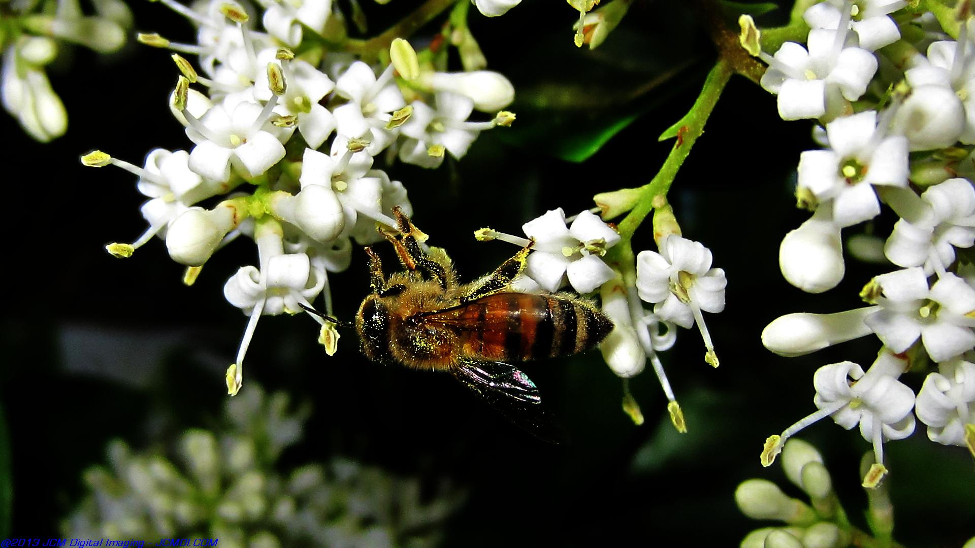 Honeybees on white flowers 
